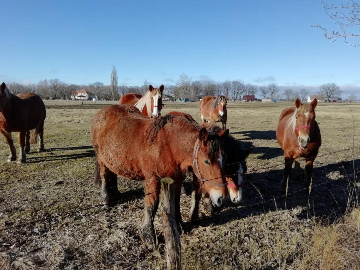 Domek Letniskowy Szuwarek Villa Świnoujście Buitenkant foto